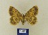  ( - BMB Lep 00463)  @11 [ ] Copyright (2011) Axel Hausmann/Bavarian State Collection of Zoology (ZSM) SNSB, Zoologische Staatssammlung Muenchen