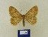  ( - BMB Lep 00464)  @11 [ ] Copyright (2011) Axel Hausmann/Bavarian State Collection of Zoology (ZSM) SNSB, Zoologische Staatssammlung Muenchen