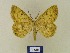  ( - BMB Lep 00470)  @11 [ ] Copyright (2011) Axel Hausmann/Bavarian State Collection of Zoology (ZSM) SNSB, Zoologische Staatssammlung Muenchen