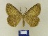  ( - BMB Lep 00472)  @11 [ ] Copyright (2011) Axel Hausmann/Bavarian State Collection of Zoology (ZSM) SNSB, Zoologische Staatssammlung Muenchen