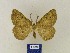  ( - BMB Lep 00474)  @11 [ ] Copyright (2011) Axel Hausmann/Bavarian State Collection of Zoology (ZSM) SNSB, Zoologische Staatssammlung Muenchen