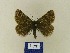  ( - BMB Lep 00490)  @13 [ ] Copyright (2011) Axel Hausmann/Bavarian State Collection of Zoology (ZSM) SNSB, Zoologische Staatssammlung Muenchen