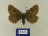  ( - BMB Lep 00507)  @13 [ ] Copyright (2011) Axel Hausmann/Bavarian State Collection of Zoology (ZSM) SNSB, Zoologische Staatssammlung Muenchen
