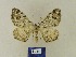  ( - BMB Lep 00541)  @13 [ ] Copyright (2011) Axel Hausmann/Bavarian State Collection of Zoology (ZSM) SNSB, Zoologische Staatssammlung Muenchen