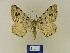  ( - BMB Lep 00543)  @13 [ ] Copyright (2011) Axel Hausmann/Bavarian State Collection of Zoology (ZSM) SNSB, Zoologische Staatssammlung Muenchen