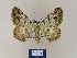  ( - BMB Lep 00544)  @13 [ ] Copyright (2011) Axel Hausmann/Bavarian State Collection of Zoology (ZSM) SNSB, Zoologische Staatssammlung Muenchen
