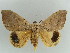  ( - BC ZSM Lep 38337)  @11 [ ] CreativeCommons - Attribution Non-Commercial Share-Alike (2012) Axel Hausmann/Bavarian State Collection of Zoology (ZSM) SNSB, Zoologische Staatssammlung Muenchen