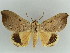  ( - BC ZSM Lep 38338)  @11 [ ] CreativeCommons - Attribution Non-Commercial Share-Alike (2012) Axel Hausmann/Bavarian State Collection of Zoology (ZSM) SNSB, Zoologische Staatssammlung Muenchen