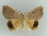  ( - BC ZSM Lep 38339)  @11 [ ] CreativeCommons - Attribution Non-Commercial Share-Alike (2012) Axel Hausmann/Bavarian State Collection of Zoology (ZSM) SNSB, Zoologische Staatssammlung Muenchen