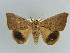  ( - BC ZSM Lep 38340)  @11 [ ] CreativeCommons - Attribution Non-Commercial Share-Alike (2012) Axel Hausmann/Bavarian State Collection of Zoology (ZSM) SNSB, Zoologische Staatssammlung Muenchen