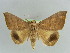  ( - BC ZSM Lep 38341)  @11 [ ] CreativeCommons - Attribution Non-Commercial Share-Alike (2012) Axel Hausmann/Bavarian State Collection of Zoology (ZSM) SNSB, Zoologische Staatssammlung Muenchen