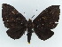  ( - BC ZSM Lep 38351)  @11 [ ] CreativeCommons - Attribution Non-Commercial Share-Alike (2012) Axel Hausmann/Bavarian State Collection of Zoology (ZSM) SNSB, Zoologische Staatssammlung Muenchen