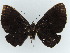  ( - BC ZSM Lep 38352)  @11 [ ] CreativeCommons - Attribution Non-Commercial Share-Alike (2012) Axel Hausmann/Bavarian State Collection of Zoology (ZSM) SNSB, Zoologische Staatssammlung Muenchen
