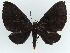  ( - BC ZSM Lep 38353)  @11 [ ] CreativeCommons - Attribution Non-Commercial Share-Alike (2012) Axel Hausmann/Bavarian State Collection of Zoology (ZSM) SNSB, Zoologische Staatssammlung Muenchen