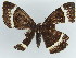  ( - BC ZSM Lep 38358)  @11 [ ] CreativeCommons - Attribution Non-Commercial Share-Alike (2012) Axel Hausmann/Bavarian State Collection of Zoology (ZSM) SNSB, Zoologische Staatssammlung Muenchen