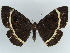  ( - BC ZSM Lep 38359)  @11 [ ] CreativeCommons - Attribution Non-Commercial Share-Alike (2012) Axel Hausmann/Bavarian State Collection of Zoology (ZSM) SNSB, Zoologische Staatssammlung Muenchen