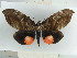  ( - BC ZSM Lep 38363)  @14 [ ] CreativeCommons - Attribution Non-Commercial Share-Alike (2012) Axel Hausmann/Bavarian State Collection of Zoology (ZSM) SNSB, Zoologische Staatssammlung Muenchen