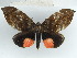  ( - BC ZSM Lep 38365)  @11 [ ] CreativeCommons - Attribution Non-Commercial Share-Alike (2012) Axel Hausmann/Bavarian State Collection of Zoology (ZSM) SNSB, Zoologische Staatssammlung Muenchen