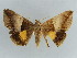  ( - BC ZSM Lep 38373)  @11 [ ] CreativeCommons - Attribution Non-Commercial Share-Alike (2012) Axel Hausmann/Bavarian State Collection of Zoology (ZSM) SNSB, Zoologische Staatssammlung Muenchen