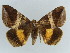  ( - BC ZSM Lep 38374)  @11 [ ] CreativeCommons - Attribution Non-Commercial Share-Alike (2012) Axel Hausmann/Bavarian State Collection of Zoology (ZSM) SNSB, Zoologische Staatssammlung Muenchen