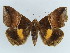  ( - BC ZSM Lep 38375)  @11 [ ] CreativeCommons - Attribution Non-Commercial Share-Alike (2012) Axel Hausmann/Bavarian State Collection of Zoology (ZSM) SNSB, Zoologische Staatssammlung Muenchen