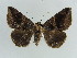  ( - BC ZSM Lep 38376)  @11 [ ] CreativeCommons - Attribution Non-Commercial Share-Alike (2012) Axel Hausmann/Bavarian State Collection of Zoology (ZSM) SNSB, Zoologische Staatssammlung Muenchen
