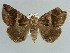  ( - BC ZSM Lep 38377)  @11 [ ] CreativeCommons - Attribution Non-Commercial Share-Alike (2012) Axel Hausmann/Bavarian State Collection of Zoology (ZSM) SNSB, Zoologische Staatssammlung Muenchen