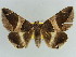  ( - BC ZSM Lep 38378)  @11 [ ] CreativeCommons - Attribution Non-Commercial Share-Alike (2012) Axel Hausmann/Bavarian State Collection of Zoology (ZSM) SNSB, Zoologische Staatssammlung Muenchen