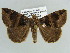  ( - BC ZSM Lep 38379)  @11 [ ] CreativeCommons - Attribution Non-Commercial Share-Alike (2012) Axel Hausmann/Bavarian State Collection of Zoology (ZSM) SNSB, Zoologische Staatssammlung Muenchen