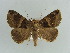  ( - BC ZSM Lep 38380)  @11 [ ] CreativeCommons - Attribution Non-Commercial Share-Alike (2012) Axel Hausmann/Bavarian State Collection of Zoology (ZSM) SNSB, Zoologische Staatssammlung Muenchen