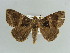  (Bastilla stuposa - BC ZSM Lep 38381)  @11 [ ] CreativeCommons - Attribution Non-Commercial Share-Alike (2012) Axel Hausmann/Bavarian State Collection of Zoology (ZSM) SNSB, Zoologische Staatssammlung Muenchen