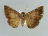  (Bastilla simillima - BC ZSM Lep 38382)  @11 [ ] CreativeCommons - Attribution Non-Commercial Share-Alike (2012) Axel Hausmann/Bavarian State Collection of Zoology (ZSM) SNSB, Zoologische Staatssammlung Muenchen
