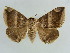  ( - BC ZSM Lep 38385)  @11 [ ] CreativeCommons - Attribution Non-Commercial Share-Alike (2012) Axel Hausmann/Bavarian State Collection of Zoology (ZSM) SNSB, Zoologische Staatssammlung Muenchen