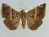  ( - BC ZSM Lep 38387)  @11 [ ] CreativeCommons - Attribution Non-Commercial Share-Alike (2012) Axel Hausmann/Bavarian State Collection of Zoology (ZSM) SNSB, Zoologische Staatssammlung Muenchen
