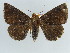  ( - BC ZSM Lep 38389)  @11 [ ] CreativeCommons - Attribution Non-Commercial Share-Alike (2012) Axel Hausmann/Bavarian State Collection of Zoology (ZSM) SNSB, Zoologische Staatssammlung Muenchen