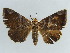  ( - BC ZSM Lep 38390)  @11 [ ] CreativeCommons - Attribution Non-Commercial Share-Alike (2012) Axel Hausmann/Bavarian State Collection of Zoology (ZSM) SNSB, Zoologische Staatssammlung Muenchen