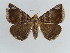  ( - BC ZSM Lep 38392)  @11 [ ] CreativeCommons - Attribution Non-Commercial Share-Alike (2012) Axel Hausmann/Bavarian State Collection of Zoology (ZSM) SNSB, Zoologische Staatssammlung Muenchen