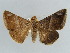  ( - BC ZSM Lep 38393)  @11 [ ] CreativeCommons - Attribution Non-Commercial Share-Alike (2012) Axel Hausmann/Bavarian State Collection of Zoology (ZSM) SNSB, Zoologische Staatssammlung Muenchen