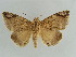  (Bastilla circumsignata - BC ZSM Lep 38394)  @11 [ ] CreativeCommons - Attribution Non-Commercial Share-Alike (2012) Axel Hausmann/Bavarian State Collection of Zoology (ZSM) SNSB, Zoologische Staatssammlung Muenchen