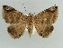  ( - BC ZSM Lep 38395)  @11 [ ] CreativeCommons - Attribution Non-Commercial Share-Alike (2012) Axel Hausmann/Bavarian State Collection of Zoology (ZSM) SNSB, Zoologische Staatssammlung Muenchen