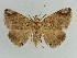  ( - BC ZSM Lep 38396)  @11 [ ] CreativeCommons - Attribution Non-Commercial Share-Alike (2012) Axel Hausmann/Bavarian State Collection of Zoology (ZSM) SNSB, Zoologische Staatssammlung Muenchen