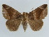 ( - BC ZSM Lep 38403)  @11 [ ] CreativeCommons - Attribution Non-Commercial Share-Alike (2012) Axel Hausmann/Bavarian State Collection of Zoology (ZSM) SNSB, Zoologische Staatssammlung Muenchen