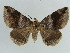  ( - BC ZSM Lep 38404)  @11 [ ] CreativeCommons - Attribution Non-Commercial Share-Alike (2012) Axel Hausmann/Bavarian State Collection of Zoology (ZSM) SNSB, Zoologische Staatssammlung Muenchen