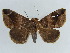  ( - BC ZSM Lep 38405)  @11 [ ] CreativeCommons - Attribution Non-Commercial Share-Alike (2012) Axel Hausmann/Bavarian State Collection of Zoology (ZSM) SNSB, Zoologische Staatssammlung Muenchen