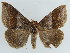  (Bastilla maturata - BC ZSM Lep 38406)  @11 [ ] CreativeCommons - Attribution Non-Commercial Share-Alike (2012) Axel Hausmann/Bavarian State Collection of Zoology (ZSM) SNSB, Zoologische Staatssammlung Muenchen
