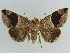  (Bastilla axiniphora - BC ZSM Lep 38412)  @11 [ ] CreativeCommons - Attribution Non-Commercial Share-Alike (2012) Axel Hausmann/Bavarian State Collection of Zoology (ZSM) SNSB, Zoologische Staatssammlung Muenchen