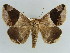  ( - BC ZSM Lep 38413)  @11 [ ] CreativeCommons - Attribution Non-Commercial Share-Alike (2012) Axel Hausmann/Bavarian State Collection of Zoology (ZSM) SNSB, Zoologische Staatssammlung Muenchen