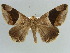  ( - BC ZSM Lep 38414)  @11 [ ] CreativeCommons - Attribution Non-Commercial Share-Alike (2012) Axel Hausmann/Bavarian State Collection of Zoology (ZSM) SNSB, Zoologische Staatssammlung Muenchen