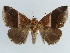  ( - BC ZSM Lep 38415)  @11 [ ] CreativeCommons - Attribution Non-Commercial Share-Alike (2012) Axel Hausmann/Bavarian State Collection of Zoology (ZSM) SNSB, Zoologische Staatssammlung Muenchen