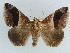  ( - BC ZSM Lep 38416)  @11 [ ] CreativeCommons - Attribution Non-Commercial Share-Alike (2012) Axel Hausmann/Bavarian State Collection of Zoology (ZSM) SNSB, Zoologische Staatssammlung Muenchen